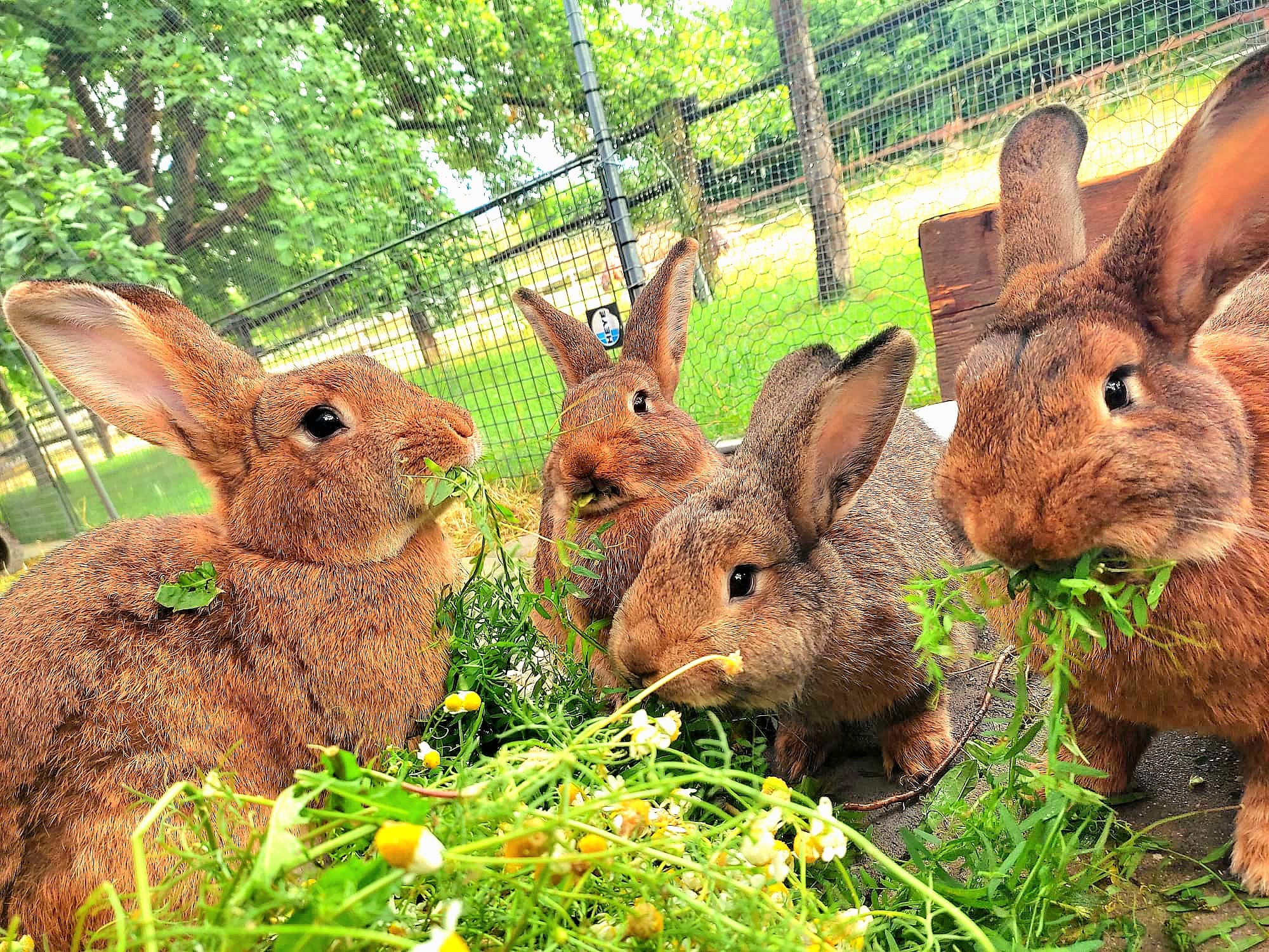 Antoinette Borstembley